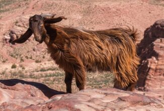Breed Profile: Syrian Goat
